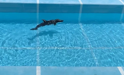 Performance Evaluation Using Sim2Real of a Robotic Dolphin With Multi-Link Body Mechanism and CPG-Based Controller featured image