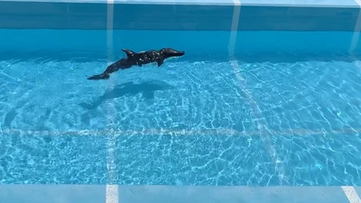 Performance Evaluation Using Sim2Real of a Robotic Dolphin With Multi-Link Body Mechanism and CPG-Based Controller featured image
